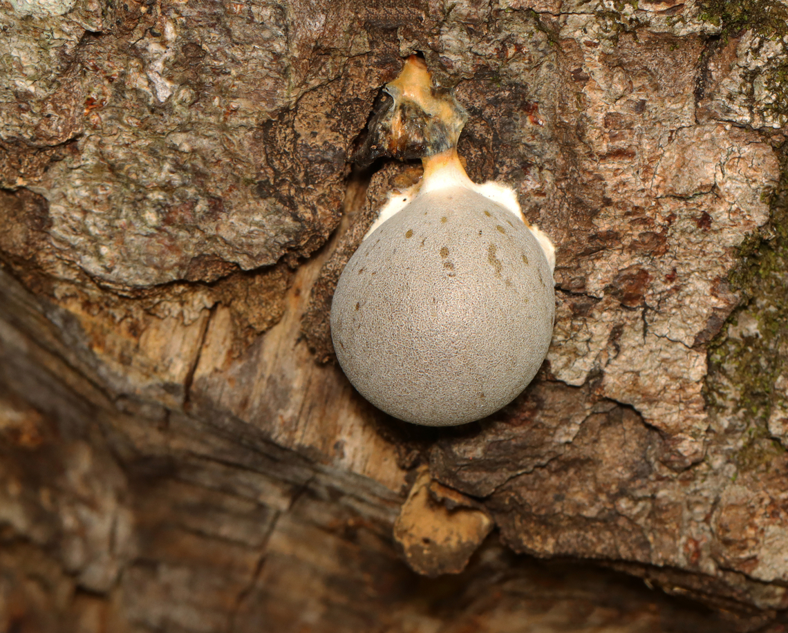 Slime mold - Lycogala flavofuscum Growing on hardwood -- on a tree that had been gnawed by a beaver.<br />
<figure class="photo"><a href="https://www.jungledragon.com/image/157603/slime_mold_-_lycogala_flavofuscum.html" title="Slime mold - Lycogala flavofuscum"><img src="https://s3.amazonaws.com/media.jungledragon.com/images/3232/157603_thumb.jpg?AWSAccessKeyId=05GMT0V3GWVNE7GGM1R2&Expires=1770854410&Signature=9pdIEdtgFXR%2FkiPQx0D7EnMmxBw%3D" width="138" height="152" alt="Slime mold - Lycogala flavofuscum Growing on hardwood -- on a tree that had been gnawed by a beaver.<br />
https://www.jungledragon.com/image/157604/slime_mold_-_lycogala_flavofuscum.html Geotagged,Lycogala flavofuscum,Summer,United States" /></a></figure> Geotagged,Lycogala,Lycogala flavofuscum,Summer,United States,slime mold