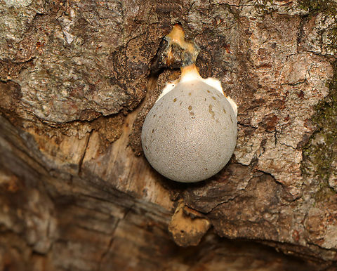 Slime mold - Lycogala flavofuscum Growing on hardwood -- on a tree that had been gnawed by a beaver.
https://www.jungledragon.com/image/157603/slime_mold_-_lycogala_flavofuscum.html Geotagged,Lycogala,Lycogala flavofuscum,Summer,United States,slime mold