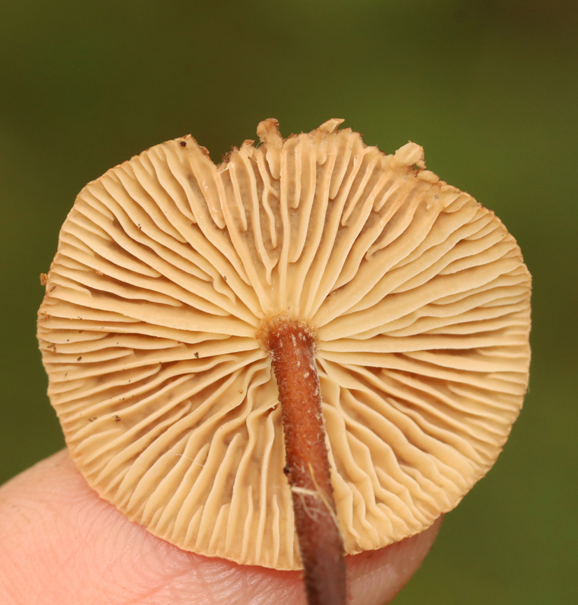 Collybiopsis subnuda Habitat: Growing in the leaf litter of a deciduous forest<br />
<figure class="photo"><a href="https://www.jungledragon.com/image/157605/collybiopsis_subnuda.html" title="Collybiopsis subnuda"><img src="https://s3.amazonaws.com/media.jungledragon.com/images/3232/157605_thumb.jpg?AWSAccessKeyId=05GMT0V3GWVNE7GGM1R2&Expires=1767225610&Signature=XiTZ9ijdwfjVKx%2B6JsO7u6DkzYo%3D" width="146" height="152" alt="Collybiopsis subnuda Habitat: Growing in the leaf litter of a deciduous forest<br />
https://www.jungledragon.com/image/157605/collybiopsis_subnuda.html<br />
https://www.jungledragon.com/image/157607/collybiopsis_subnuda.html<br />
https://www.jungledragon.com/image/157606/collybiopsis_subnuda.html Collybiopsis,Collybiopsis subnuda,Geotagged,Gymnopus subnudus,Omphalotaceae,Summer,United States,fungus,mushroom" /></a></figure><br />
<figure class="photo"><a href="https://www.jungledragon.com/image/157607/collybiopsis_subnuda.html" title="Collybiopsis subnuda"><img src="https://s3.amazonaws.com/media.jungledragon.com/images/3232/157607_thumb.jpg?AWSAccessKeyId=05GMT0V3GWVNE7GGM1R2&Expires=1767225610&Signature=0vaKKBbNDxBTDCe2LqWAjyXN24M%3D" width="200" height="146" alt="Collybiopsis subnuda *ID for mushroom in the bottom center<br />
<br />
Habitat: Growing in the leaf litter of a deciduous forest<br />
https://www.jungledragon.com/image/157605/collybiopsis_subnuda.html<br />
https://www.jungledragon.com/image/157607/collybiopsis_subnuda.html<br />
https://www.jungledragon.com/image/157606/collybiopsis_subnuda.html Collybiopsis subnuda,Geotagged,Summer,United States" /></a></figure><br />
<figure class="photo"><a href="https://www.jungledragon.com/image/157606/collybiopsis_subnuda.html" title="Collybiopsis subnuda"><img src="https://s3.amazonaws.com/media.jungledragon.com/images/3232/157606_thumb.jpg?AWSAccessKeyId=05GMT0V3GWVNE7GGM1R2&Expires=1767225610&Signature=ZUEwiLlVcUlUKbBHhzq1T2Mc7Aw%3D" width="200" height="134" alt="Collybiopsis subnuda Habitat: Growing in the leaf litter of a deciduous forest<br />
https://www.jungledragon.com/image/157605/collybiopsis_subnuda.html<br />
https://www.jungledragon.com/image/157607/collybiopsis_subnuda.html<br />
https://www.jungledragon.com/image/157606/collybiopsis_subnuda.html Collybiopsis subnuda,Geotagged,Summer,United States" /></a></figure> Collybiopsis,Collybiopsis subnuda,Geotagged,Gymnopus subnudus,Omphalotaceae,Summer,United States,fungus,mushroom