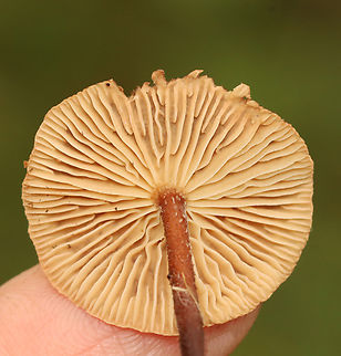 Collybiopsis subnuda Habitat: Growing in the leaf litter of a deciduous forest
https://www.jungledragon.com/image/157605/collybiopsis_subnuda.html
https://www.jungledragon.com/image/157607/collybiopsis_subnuda.html
https://www.jungledragon.com/image/157606/collybiopsis_subnuda.html Collybiopsis,Collybiopsis subnuda,Geotagged,Gymnopus subnudus,Omphalotaceae,Summer,United States,fungus,mushroom