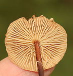 Collybiopsis subnuda Habitat: Growing in the leaf litter of a deciduous forest<br />
https://www.jungledragon.com/image/157605/collybiopsis_subnuda.html<br />
https://www.jungledragon.com/image/157607/collybiopsis_subnuda.html<br />
https://www.jungledragon.com/image/157606/collybiopsis_subnuda.html Collybiopsis,Collybiopsis subnuda,Geotagged,Gymnopus subnudus,Omphalotaceae,Summer,United States,fungus,mushroom