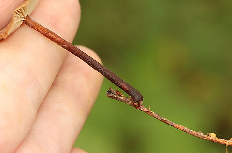 Collybiopsis subnuda Habitat: Growing in the leaf litter of a deciduous forest
https://www.jungledragon.com/image/157605/collybiopsis_subnuda.html
https://www.jungledragon.com/image/157607/collybiopsis_subnuda.html
https://www.jungledragon.com/image/157606/collybiopsis_subnuda.html Collybiopsis subnuda,Geotagged,Summer,United States