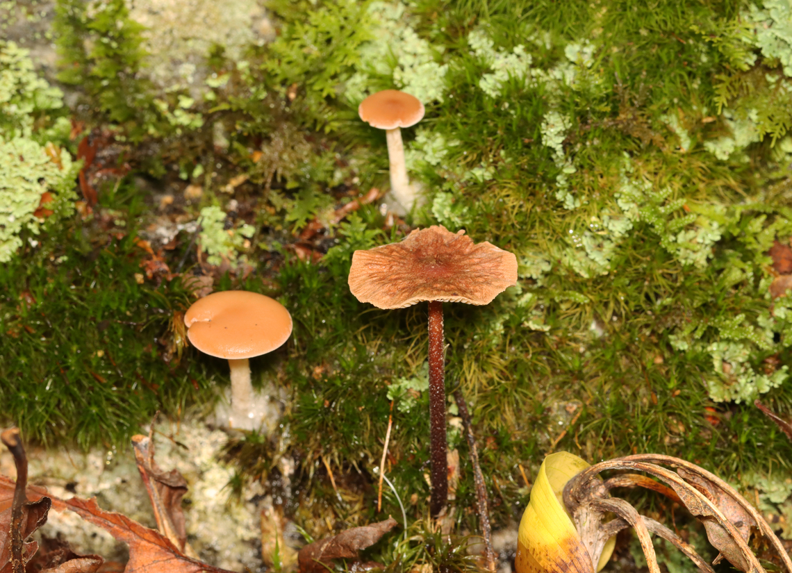 Collybiopsis subnuda *ID for mushroom in the bottom center<br />
<br />
Habitat: Growing in the leaf litter of a deciduous forest<br />
<figure class="photo"><a href="https://www.jungledragon.com/image/157605/collybiopsis_subnuda.html" title="Collybiopsis subnuda"><img src="https://s3.amazonaws.com/media.jungledragon.com/images/3232/157605_thumb.jpg?AWSAccessKeyId=05GMT0V3GWVNE7GGM1R2&Expires=1759968010&Signature=pFtqLhRHRigs8RiEA3%2Ftzse7Ggo%3D" width="146" height="152" alt="Collybiopsis subnuda Habitat: Growing in the leaf litter of a deciduous forest<br />
https://www.jungledragon.com/image/157605/collybiopsis_subnuda.html<br />
https://www.jungledragon.com/image/157607/collybiopsis_subnuda.html<br />
https://www.jungledragon.com/image/157606/collybiopsis_subnuda.html Collybiopsis,Collybiopsis subnuda,Geotagged,Gymnopus subnudus,Omphalotaceae,Summer,United States,fungus,mushroom" /></a></figure><br />
<figure class="photo"><a href="https://www.jungledragon.com/image/157607/collybiopsis_subnuda.html" title="Collybiopsis subnuda"><img src="https://s3.amazonaws.com/media.jungledragon.com/images/3232/157607_thumb.jpg?AWSAccessKeyId=05GMT0V3GWVNE7GGM1R2&Expires=1759968010&Signature=SO1f3nzOQLcMx93DFeJEA9dZP7w%3D" width="200" height="146" alt="Collybiopsis subnuda *ID for mushroom in the bottom center<br />
<br />
Habitat: Growing in the leaf litter of a deciduous forest<br />
https://www.jungledragon.com/image/157605/collybiopsis_subnuda.html<br />
https://www.jungledragon.com/image/157607/collybiopsis_subnuda.html<br />
https://www.jungledragon.com/image/157606/collybiopsis_subnuda.html Collybiopsis subnuda,Geotagged,Summer,United States" /></a></figure><br />
<figure class="photo"><a href="https://www.jungledragon.com/image/157606/collybiopsis_subnuda.html" title="Collybiopsis subnuda"><img src="https://s3.amazonaws.com/media.jungledragon.com/images/3232/157606_thumb.jpg?AWSAccessKeyId=05GMT0V3GWVNE7GGM1R2&Expires=1759968010&Signature=dnhDVIT7cAh3pLBXcctl6%2BakRnI%3D" width="200" height="134" alt="Collybiopsis subnuda Habitat: Growing in the leaf litter of a deciduous forest<br />
https://www.jungledragon.com/image/157605/collybiopsis_subnuda.html<br />
https://www.jungledragon.com/image/157607/collybiopsis_subnuda.html<br />
https://www.jungledragon.com/image/157606/collybiopsis_subnuda.html Collybiopsis subnuda,Geotagged,Summer,United States" /></a></figure> Collybiopsis subnuda,Geotagged,Summer,United States