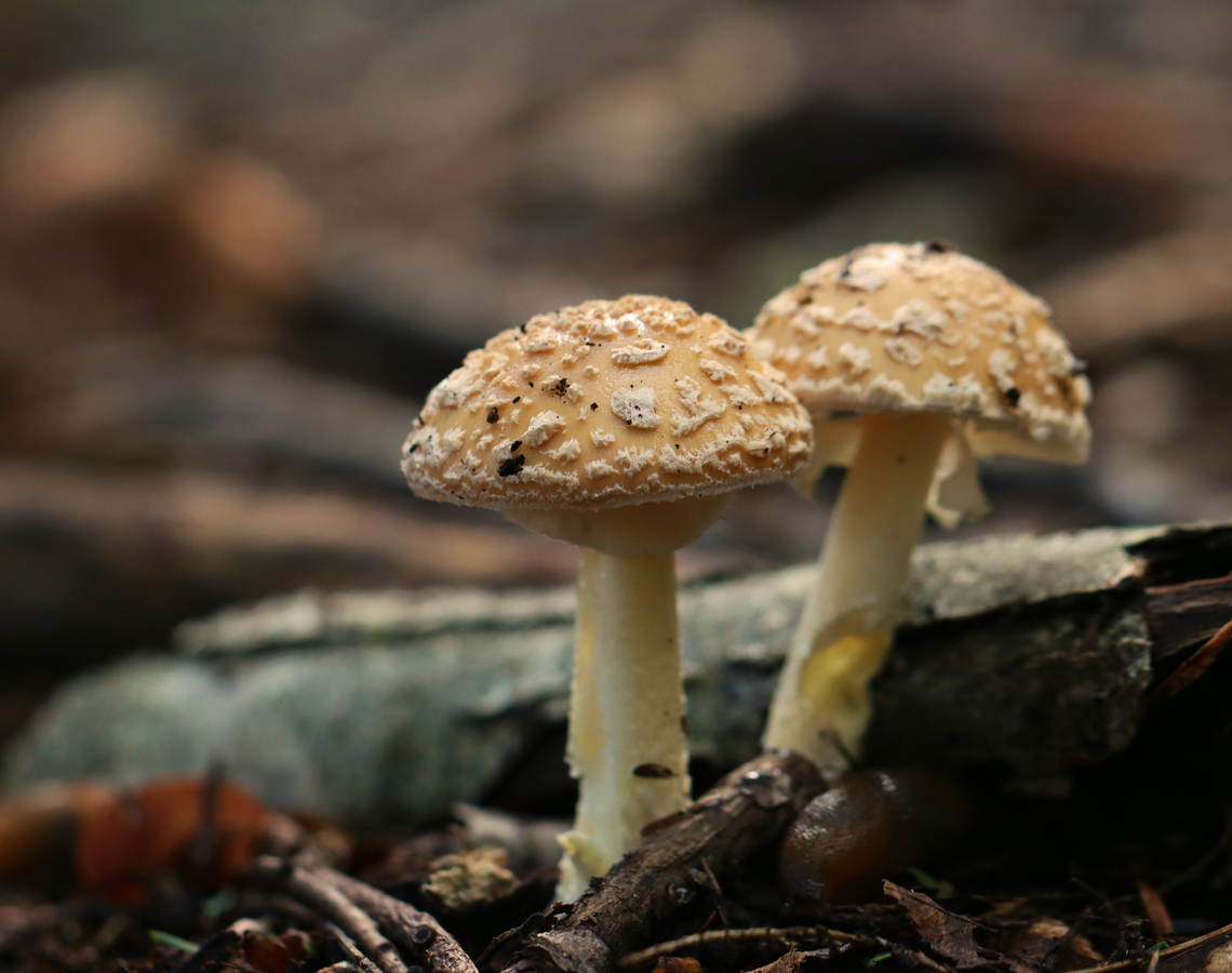 Poison Champagne Amanita - Amanita crenulata Habitat: Growing on the ground in a mixed forest with eastern hemlock, pine, and oak growing nearby.<br />
<figure class="photo"><a href="https://www.jungledragon.com/image/157625/poison_champagne_amanita_-_amanita_crenulata.html" title="Poison Champagne Amanita - Amanita crenulata"><img src="https://s3.amazonaws.com/media.jungledragon.com/images/3232/157625_thumb.jpg?AWSAccessKeyId=05GMT0V3GWVNE7GGM1R2&Expires=1759968010&Signature=auRtETy2K%2F%2BAQALj5%2BVcLf7EWtk%3D" width="200" height="158" alt="Poison Champagne Amanita - Amanita crenulata Habitat: Growing on the ground in a mixed forest with eastern hemlock, pine, and oak growing nearby.<br />
https://www.jungledragon.com/image/157625/poison_champagne_amanita_-_amanita_crenulata.html<br />
https://www.jungledragon.com/image/157628/poison_champagne_amanita_-_amanita_crenulata.html<br />
https://www.jungledragon.com/image/157627/poison_champagne_amanita_-_amanita_crenulata.html<br />
https://www.jungledragon.com/image/157626/poison_champagne_amanita_-_amanita_crenulata.html Amanita crenulata,Geotagged,Poison Champagne Amanita,Summer,United States" /></a></figure><br />
<figure class="photo"><a href="https://www.jungledragon.com/image/157628/poison_champagne_amanita_-_amanita_crenulata.html" title="Poison Champagne Amanita - Amanita crenulata"><img src="https://s3.amazonaws.com/media.jungledragon.com/images/3232/157628_thumb.jpg?AWSAccessKeyId=05GMT0V3GWVNE7GGM1R2&Expires=1759968010&Signature=An0jpr3AvTNwAT4xtX80OuqX%2BgU%3D" width="200" height="134" alt="Poison Champagne Amanita - Amanita crenulata Habitat: Growing on the ground in a mixed forest with eastern hemlock, pine, and oak growing nearby.<br />
https://www.jungledragon.com/image/157625/poison_champagne_amanita_-_amanita_crenulata.html<br />
https://www.jungledragon.com/image/157628/poison_champagne_amanita_-_amanita_crenulata.html<br />
https://www.jungledragon.com/image/157627/poison_champagne_amanita_-_amanita_crenulata.html<br />
https://www.jungledragon.com/image/157626/poison_champagne_amanita_-_amanita_crenulata.html Amanita,Amanita crenulata,Geotagged,Poison Champagne Amanita,Summer,United States,fungus,mushroom" /></a></figure><br />
<figure class="photo"><a href="https://www.jungledragon.com/image/157627/poison_champagne_amanita_-_amanita_crenulata.html" title="Poison Champagne Amanita - Amanita crenulata"><img src="https://s3.amazonaws.com/media.jungledragon.com/images/3232/157627_thumb.jpg?AWSAccessKeyId=05GMT0V3GWVNE7GGM1R2&Expires=1759968010&Signature=KtrLp5eToFCudZhPrGZTAo4jsYY%3D" width="200" height="150" alt="Poison Champagne Amanita - Amanita crenulata Habitat: Growing on the ground in a mixed forest with eastern hemlock, pine, and oak growing nearby.<br />
https://www.jungledragon.com/image/157625/poison_champagne_amanita_-_amanita_crenulata.html<br />
https://www.jungledragon.com/image/157628/poison_champagne_amanita_-_amanita_crenulata.html<br />
https://www.jungledragon.com/image/157627/poison_champagne_amanita_-_amanita_crenulata.html<br />
https://www.jungledragon.com/image/157626/poison_champagne_amanita_-_amanita_crenulata.html Amanita crenulata,Geotagged,Poison Champagne Amanita,Summer,United States" /></a></figure><br />
<figure class="photo"><a href="https://www.jungledragon.com/image/157626/poison_champagne_amanita_-_amanita_crenulata.html" title="Poison Champagne Amanita - Amanita crenulata"><img src="https://s3.amazonaws.com/media.jungledragon.com/images/3232/157626_thumb.jpg?AWSAccessKeyId=05GMT0V3GWVNE7GGM1R2&Expires=1759968010&Signature=aSZp7g13D%2F8xSPwDA5VMbzwnlV8%3D" width="200" height="182" alt="Poison Champagne Amanita - Amanita crenulata Habitat: Growing on the ground in a mixed forest with eastern hemlock, pine, and oak growing nearby.<br />
https://www.jungledragon.com/image/157625/poison_champagne_amanita_-_amanita_crenulata.html<br />
https://www.jungledragon.com/image/157628/poison_champagne_amanita_-_amanita_crenulata.html<br />
https://www.jungledragon.com/image/157627/poison_champagne_amanita_-_amanita_crenulata.html<br />
https://www.jungledragon.com/image/157626/poison_champagne_amanita_-_amanita_crenulata.html Amanita crenulata,Geotagged,Poison Champagne Amanita,Summer,United States" /></a></figure> Amanita crenulata,Geotagged,Poison Champagne Amanita,Summer,United States