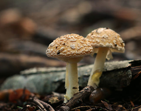 Poison Champagne Amanita - Amanita crenulata Habitat: Growing on the ground in a mixed forest with eastern hemlock, pine, and oak growing nearby.
https://www.jungledragon.com/image/157625/poison_champagne_amanita_-_amanita_crenulata.html
https://www.jungledragon.com/image/157628/poison_champagne_amanita_-_amanita_crenulata.html
https://www.jungledragon.com/image/157627/poison_champagne_amanita_-_amanita_crenulata.html
https://www.jungledragon.com/image/157626/poison_champagne_amanita_-_amanita_crenulata.html Amanita crenulata,Geotagged,Poison Champagne Amanita,Summer,United States