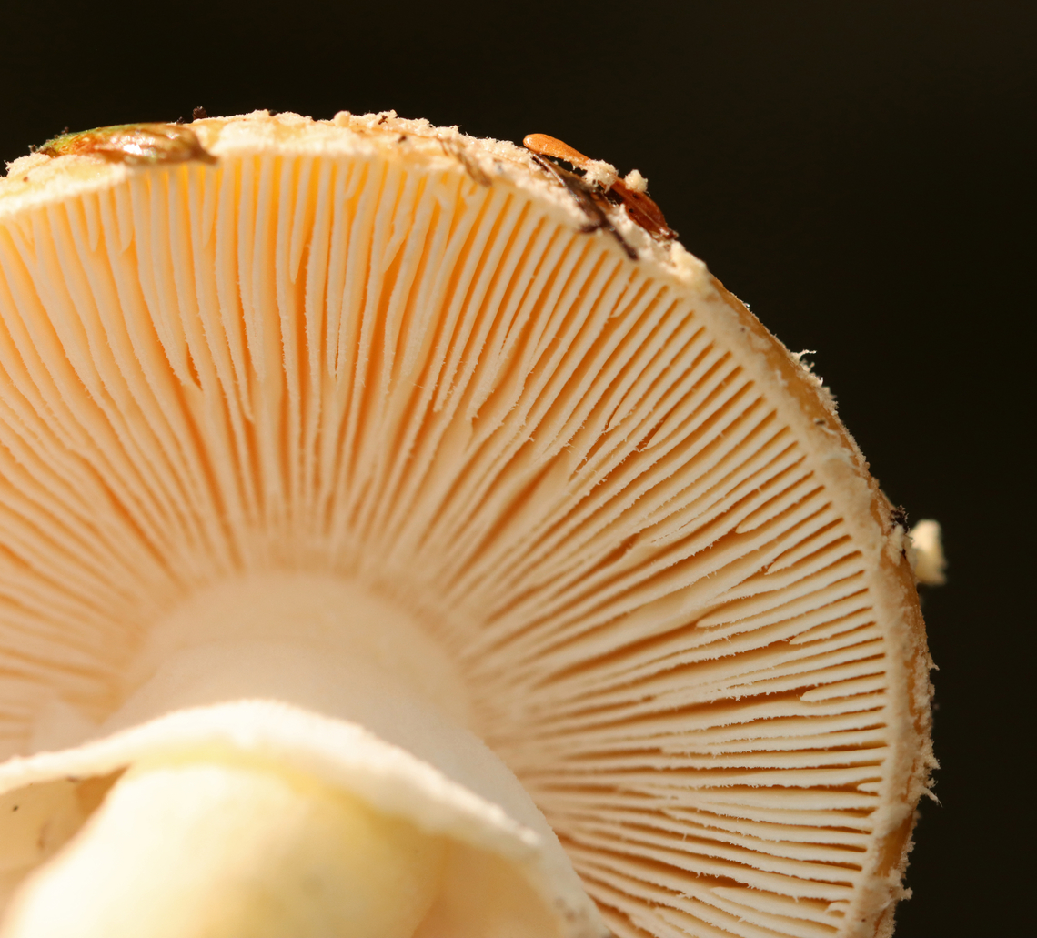 Poison Champagne Amanita - Amanita crenulata Habitat: Growing on the ground in a mixed forest with eastern hemlock, pine, and oak growing nearby.<br />
<figure class="photo"><a href="https://www.jungledragon.com/image/157625/poison_champagne_amanita_-_amanita_crenulata.html" title="Poison Champagne Amanita - Amanita crenulata"><img src="https://s3.amazonaws.com/media.jungledragon.com/images/3232/157625_thumb.jpg?AWSAccessKeyId=05GMT0V3GWVNE7GGM1R2&Expires=1759968010&Signature=auRtETy2K%2F%2BAQALj5%2BVcLf7EWtk%3D" width="200" height="158" alt="Poison Champagne Amanita - Amanita crenulata Habitat: Growing on the ground in a mixed forest with eastern hemlock, pine, and oak growing nearby.<br />
https://www.jungledragon.com/image/157625/poison_champagne_amanita_-_amanita_crenulata.html<br />
https://www.jungledragon.com/image/157628/poison_champagne_amanita_-_amanita_crenulata.html<br />
https://www.jungledragon.com/image/157627/poison_champagne_amanita_-_amanita_crenulata.html<br />
https://www.jungledragon.com/image/157626/poison_champagne_amanita_-_amanita_crenulata.html Amanita crenulata,Geotagged,Poison Champagne Amanita,Summer,United States" /></a></figure><br />
<figure class="photo"><a href="https://www.jungledragon.com/image/157628/poison_champagne_amanita_-_amanita_crenulata.html" title="Poison Champagne Amanita - Amanita crenulata"><img src="https://s3.amazonaws.com/media.jungledragon.com/images/3232/157628_thumb.jpg?AWSAccessKeyId=05GMT0V3GWVNE7GGM1R2&Expires=1759968010&Signature=An0jpr3AvTNwAT4xtX80OuqX%2BgU%3D" width="200" height="134" alt="Poison Champagne Amanita - Amanita crenulata Habitat: Growing on the ground in a mixed forest with eastern hemlock, pine, and oak growing nearby.<br />
https://www.jungledragon.com/image/157625/poison_champagne_amanita_-_amanita_crenulata.html<br />
https://www.jungledragon.com/image/157628/poison_champagne_amanita_-_amanita_crenulata.html<br />
https://www.jungledragon.com/image/157627/poison_champagne_amanita_-_amanita_crenulata.html<br />
https://www.jungledragon.com/image/157626/poison_champagne_amanita_-_amanita_crenulata.html Amanita,Amanita crenulata,Geotagged,Poison Champagne Amanita,Summer,United States,fungus,mushroom" /></a></figure><br />
<figure class="photo"><a href="https://www.jungledragon.com/image/157627/poison_champagne_amanita_-_amanita_crenulata.html" title="Poison Champagne Amanita - Amanita crenulata"><img src="https://s3.amazonaws.com/media.jungledragon.com/images/3232/157627_thumb.jpg?AWSAccessKeyId=05GMT0V3GWVNE7GGM1R2&Expires=1759968010&Signature=KtrLp5eToFCudZhPrGZTAo4jsYY%3D" width="200" height="150" alt="Poison Champagne Amanita - Amanita crenulata Habitat: Growing on the ground in a mixed forest with eastern hemlock, pine, and oak growing nearby.<br />
https://www.jungledragon.com/image/157625/poison_champagne_amanita_-_amanita_crenulata.html<br />
https://www.jungledragon.com/image/157628/poison_champagne_amanita_-_amanita_crenulata.html<br />
https://www.jungledragon.com/image/157627/poison_champagne_amanita_-_amanita_crenulata.html<br />
https://www.jungledragon.com/image/157626/poison_champagne_amanita_-_amanita_crenulata.html Amanita crenulata,Geotagged,Poison Champagne Amanita,Summer,United States" /></a></figure><br />
<figure class="photo"><a href="https://www.jungledragon.com/image/157626/poison_champagne_amanita_-_amanita_crenulata.html" title="Poison Champagne Amanita - Amanita crenulata"><img src="https://s3.amazonaws.com/media.jungledragon.com/images/3232/157626_thumb.jpg?AWSAccessKeyId=05GMT0V3GWVNE7GGM1R2&Expires=1759968010&Signature=aSZp7g13D%2F8xSPwDA5VMbzwnlV8%3D" width="200" height="182" alt="Poison Champagne Amanita - Amanita crenulata Habitat: Growing on the ground in a mixed forest with eastern hemlock, pine, and oak growing nearby.<br />
https://www.jungledragon.com/image/157625/poison_champagne_amanita_-_amanita_crenulata.html<br />
https://www.jungledragon.com/image/157628/poison_champagne_amanita_-_amanita_crenulata.html<br />
https://www.jungledragon.com/image/157627/poison_champagne_amanita_-_amanita_crenulata.html<br />
https://www.jungledragon.com/image/157626/poison_champagne_amanita_-_amanita_crenulata.html Amanita crenulata,Geotagged,Poison Champagne Amanita,Summer,United States" /></a></figure> Amanita crenulata,Geotagged,Poison Champagne Amanita,Summer,United States