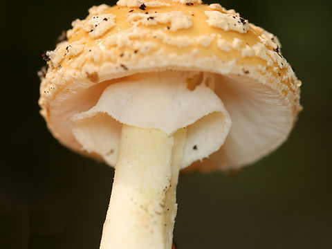 Poison Champagne Amanita - Amanita crenulata Habitat: Growing on the ground in a mixed forest with eastern hemlock, pine, and oak growing nearby.
https://www.jungledragon.com/image/157625/poison_champagne_amanita_-_amanita_crenulata.html
https://www.jungledragon.com/image/157628/poison_champagne_amanita_-_amanita_crenulata.html
https://www.jungledragon.com/image/157627/poison_champagne_amanita_-_amanita_crenulata.html
https://www.jungledragon.com/image/157626/poison_champagne_amanita_-_amanita_crenulata.html Amanita crenulata,Geotagged,Poison Champagne Amanita,Summer,United States