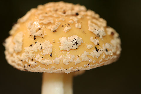 Poison Champagne Amanita - Amanita crenulata Habitat: Growing on the ground in a mixed forest with eastern hemlock, pine, and oak growing nearby.
https://www.jungledragon.com/image/157625/poison_champagne_amanita_-_amanita_crenulata.html
https://www.jungledragon.com/image/157628/poison_champagne_amanita_-_amanita_crenulata.html
https://www.jungledragon.com/image/157627/poison_champagne_amanita_-_amanita_crenulata.html
https://www.jungledragon.com/image/157626/poison_champagne_amanita_-_amanita_crenulata.html Amanita,Amanita crenulata,Geotagged,Poison Champagne Amanita,Summer,United States,fungus,mushroom
