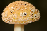 Poison Champagne Amanita - Amanita crenulata Habitat: Growing on the ground in a mixed forest with eastern hemlock, pine, and oak growing nearby.<br />
https://www.jungledragon.com/image/157625/poison_champagne_amanita_-_amanita_crenulata.html<br />
https://www.jungledragon.com/image/157628/poison_champagne_amanita_-_amanita_crenulata.html<br />
https://www.jungledragon.com/image/157627/poison_champagne_amanita_-_amanita_crenulata.html<br />
https://www.jungledragon.com/image/157626/poison_champagne_amanita_-_amanita_crenulata.html Amanita,Amanita crenulata,Geotagged,Poison Champagne Amanita,Summer,United States,fungus,mushroom
