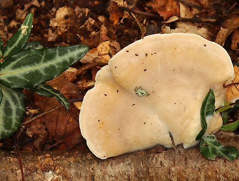 White Cheese Polypore - Tyromyces chioneus Habitat: Growing on hardwood; mixed forest Geotagged,Summer,Tyromyces,Tyromyces chioneus,United States,White Cheese Polypore,fungus,polypore