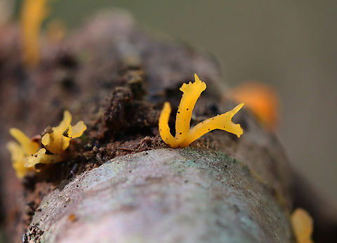 Club-like Tuning Fork - Calocera cornea Habitat: Rotting hardwood; mixed forest
https://www.jungledragon.com/image/157681/club-like_tuning_fork_-_calocera_cornea.html Calocera,Calocera cornea,Club-like Tuning Fork,Geotagged,Summer,United States,fungus