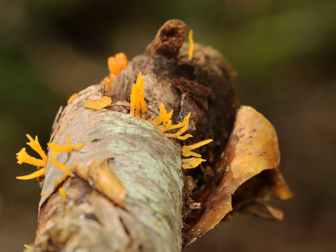 Club-like Tuning Fork - Calocera cornea Habitat: Rotting hardwood; mixed forest<br />
<figure class="photo"><a href="https://www.jungledragon.com/image/157680/club-like_tuning_fork_-_calocera_cornea.html" title="Club-like Tuning Fork - Calocera cornea"><img src="https://s3.amazonaws.com/media.jungledragon.com/images/3232/157680_thumb.jpg?AWSAccessKeyId=05GMT0V3GWVNE7GGM1R2&Expires=1759968010&Signature=cMApYwlrIR8SVaL8nEk0nCj04OA%3D" width="200" height="146" alt="Club-like Tuning Fork - Calocera cornea Habitat: Rotting hardwood; mixed forest<br />
https://www.jungledragon.com/image/157681/club-like_tuning_fork_-_calocera_cornea.html Calocera,Calocera cornea,Club-like Tuning Fork,Geotagged,Summer,United States,fungus" /></a></figure> Calocera cornea,Club-like Tuning Fork,Geotagged,Summer,United States