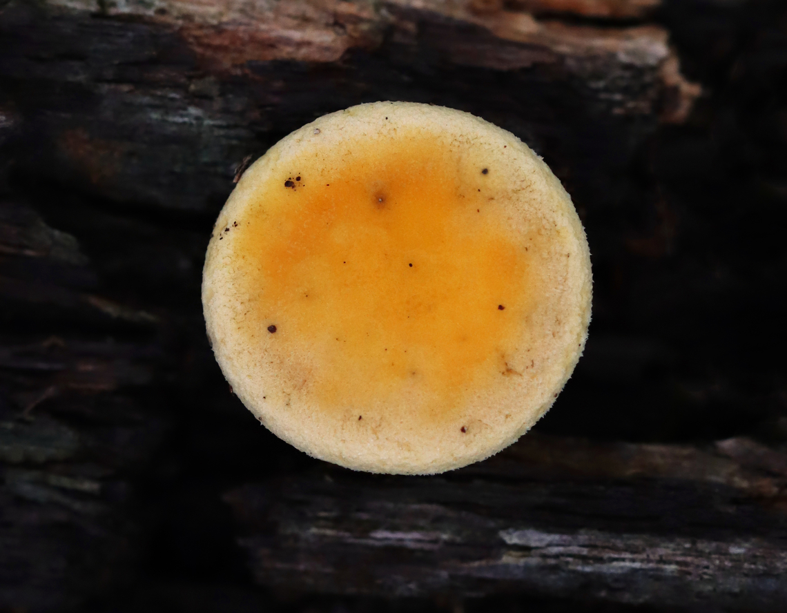 False chanterelle - Hygrophoropsis aurantiaca Habitat: Growing on rotting wood; mixed forest<br />
<figure class="photo"><a href="https://www.jungledragon.com/image/157686/false_chanterelle_-_hygrophoropsis_aurantiaca.html" title="False chanterelle - Hygrophoropsis aurantiaca"><img src="https://s3.amazonaws.com/media.jungledragon.com/images/3232/157686_thumb.jpg?AWSAccessKeyId=05GMT0V3GWVNE7GGM1R2&Expires=1759968010&Signature=cOpBgodonX0sjtvuo%2BksTYAz388%3D" width="200" height="128" alt="False chanterelle - Hygrophoropsis aurantiaca ...with lots of friends...<br />
<br />
Habitat: Growing on rotting wood; mixed forest<br />
https://www.jungledragon.com/image/157684/false_chanterelle_-_hygrophoropsis_aurantiaca.html False chanterelle,Geotagged,Hygrophoropsis aurantiaca,Summer,United States" /></a></figure> False chanterelle,Geotagged,Hygrophoropsis,Hygrophoropsis aurantiaca,Summer,United States,fungus,mushroom