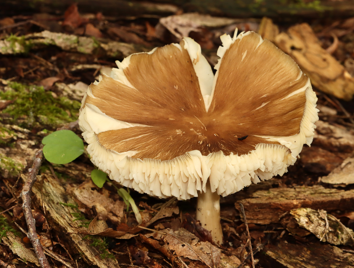 Eastern American Platterful Mushroom - Megacollybia rodmanii Habitat: Growing on rotting wood; mixed forest Eastern American Platterful Mushroom,Geotagged,Megacollybia,Megacollybia rodmanii,Summer,United States,fungus,mushroom