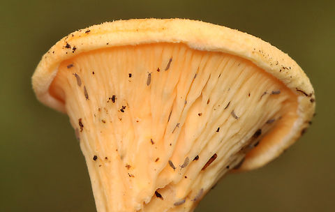 False chanterelle - Hygrophoropsis aurantiaca ...with lots of friends...

Habitat: Growing on rotting wood; mixed forest
https://www.jungledragon.com/image/157684/false_chanterelle_-_hygrophoropsis_aurantiaca.html False chanterelle,Geotagged,Hygrophoropsis aurantiaca,Summer,United States