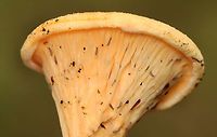 False chanterelle - Hygrophoropsis aurantiaca ...with lots of friends...<br />
<br />
Habitat: Growing on rotting wood; mixed forest<br />
https://www.jungledragon.com/image/157684/false_chanterelle_-_hygrophoropsis_aurantiaca.html False chanterelle,Geotagged,Hygrophoropsis aurantiaca,Summer,United States