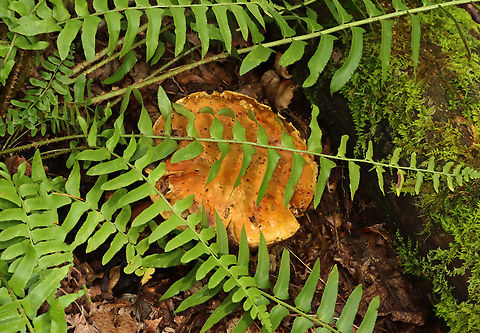 Mushroom - Family Boletaceae The underside was too rotten for me to be able to ID it.

Habitat: Hiding under ferns; mixed forest Geotagged,Summer,United States,boletaceae,bolete,fungus,mushroom