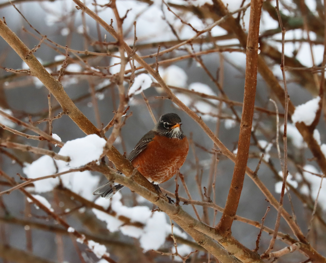 American Robin - Turdus migratorius ~30 cm of snowfall this morning is a good reason for this bird to be grumpy.<br />
<br />
Habitat: Mulberry tree; rural yard American Robin,Geotagged,Turdus,Turdus migratorius,United States,Winter,mulberry,robin,snow