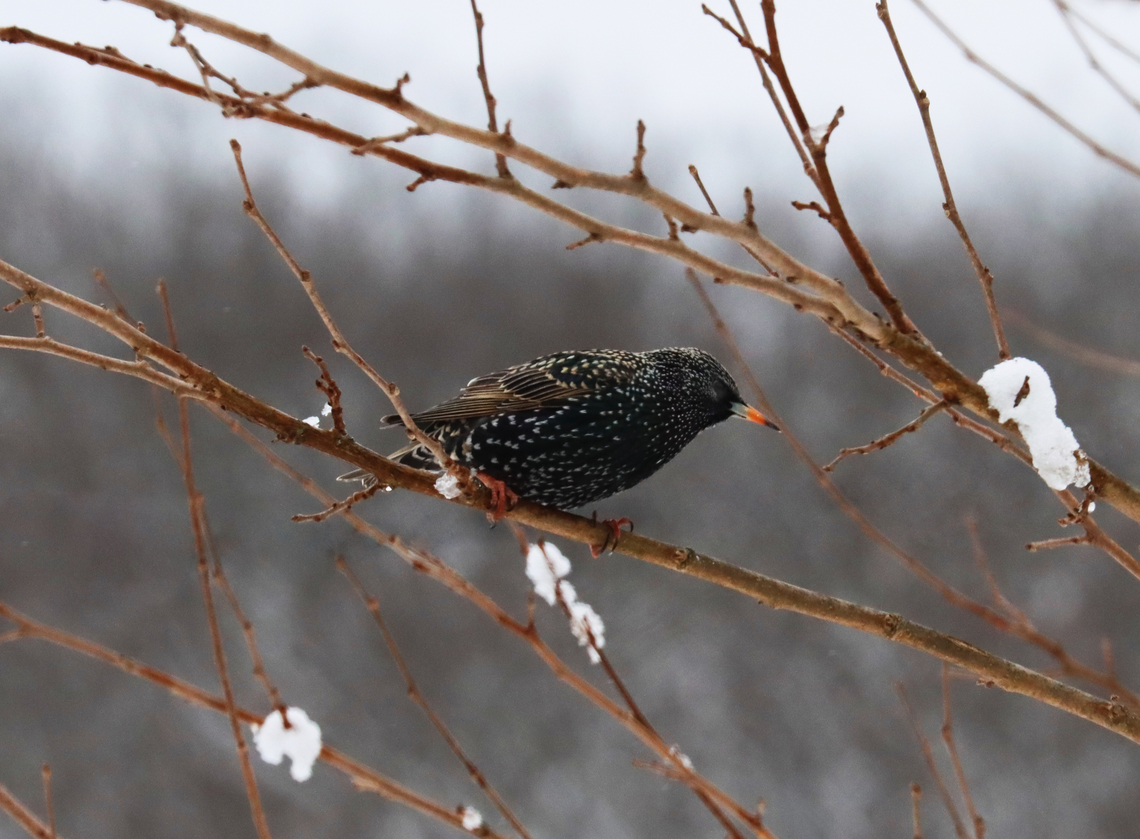 Common Starling - Sturnus vulgaris Habitat: Mulberry tree; rural yard Common Starling,Geotagged,Sturnus vulgaris,United States,Winter,bird,mulberry,snow,starling,sturnus