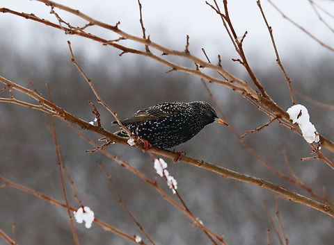 Common Starling - Sturnus vulgaris Habitat: Mulberry tree; rural yard Common Starling,Geotagged,Sturnus vulgaris,United States,Winter,bird,mulberry,snow,starling,sturnus