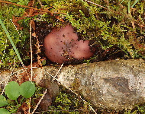 Mushroom - Russula sp. Habitat: Growing next to hardwood tree roots; mixed forest Geotagged,Russula,Summer,United States,fungus,mushroom