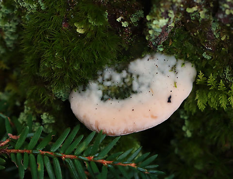 Polypore - Tyromyces chioneus? Habitat: Growing at the base of a mossy snag; mixed forest Geotagged,Summer,United States,fungus,mushroom,polypore