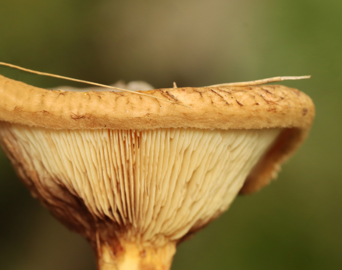 Poison Pax - Paxillus involutus Habitat: Growing at the edge of a mixed forest Geotagged,Paxillus,Paxillus involutus,Poison Pax,Summer,United States,fungus,mushroom