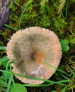 Crusty Russula - Russula crustosa Habitat: Mixed forest
https://www.jungledragon.com/image/157765/mushroom_-_russula_parvovirescens.html Crusty Russula,Geotagged,Russula crustosa,Summer,United States