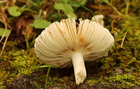 Crusty Russula - Russula crustosa Habitat: Mixed forest
https://www.jungledragon.com/image/157764/mushroom_-_russula_parvovirescens.html Crusty Russula,Geotagged,Russula,Russula crustosa,Summer,United States,fungus,mushroom