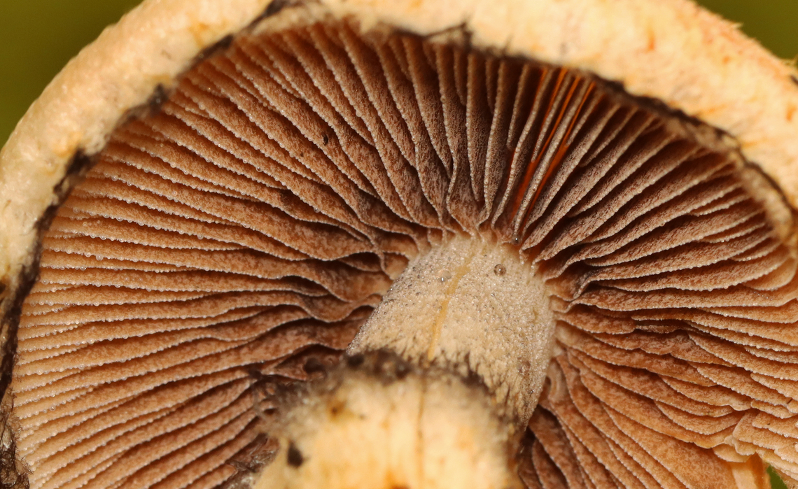 Weeping Widow - Lacrymaria lacrymabunda Habitat: Forest edge<br />
<figure class="photo"><a href="https://www.jungledragon.com/image/157766/weeping_widow_-_lacrymaria_lacrymabunda.html" title="Weeping Widow - Lacrymaria lacrymabunda"><img src="https://s3.amazonaws.com/media.jungledragon.com/images/3232/157766_thumb.jpg?AWSAccessKeyId=05GMT0V3GWVNE7GGM1R2&Expires=1767225610&Signature=h%2Br1%2FgzbkXwWUvPJS4JLnjVkriE%3D" width="200" height="124" alt="Weeping Widow - Lacrymaria lacrymabunda Habitat: Forest edge<br />
https://www.jungledragon.com/image/157766/weeping_widow_-_lacrymaria_lacrymabunda.html<br />
https://www.jungledragon.com/image/157769/weeping_widow_-_lacrymaria_lacrymabunda.html<br />
https://www.jungledragon.com/image/157768/weeping_widow_-_lacrymaria_lacrymabunda.html<br />
https://www.jungledragon.com/image/157767/weeping_widow_-_lacrymaria_lacrymabunda.html Geotagged,Lacrymaria lacrymabunda,Summer,United States,Weeping Widow" /></a></figure><br />
<figure class="photo"><a href="https://www.jungledragon.com/image/157769/weeping_widow_-_lacrymaria_lacrymabunda.html" title="Weeping Widow - Lacrymaria lacrymabunda"><img src="https://s3.amazonaws.com/media.jungledragon.com/images/3232/157769_thumb.jpg?AWSAccessKeyId=05GMT0V3GWVNE7GGM1R2&Expires=1767225610&Signature=vPqyLWuO24YqFbSWdeNkD%2Bvoul4%3D" width="200" height="160" alt="Weeping Widow - Lacrymaria lacrymabunda Habitat: Forest edge<br />
https://www.jungledragon.com/image/157766/weeping_widow_-_lacrymaria_lacrymabunda.html<br />
https://www.jungledragon.com/image/157769/weeping_widow_-_lacrymaria_lacrymabunda.html<br />
https://www.jungledragon.com/image/157768/weeping_widow_-_lacrymaria_lacrymabunda.html<br />
https://www.jungledragon.com/image/157767/weeping_widow_-_lacrymaria_lacrymabunda.html Geotagged,Lacrymaria,Lacrymaria lacrymabunda,Summer,United States,Weeping Widow,fungus,mushroom" /></a></figure><br />
<figure class="photo"><a href="https://www.jungledragon.com/image/157768/weeping_widow_-_lacrymaria_lacrymabunda.html" title="Weeping Widow - Lacrymaria lacrymabunda"><img src="https://s3.amazonaws.com/media.jungledragon.com/images/3232/157768_thumb.jpg?AWSAccessKeyId=05GMT0V3GWVNE7GGM1R2&Expires=1767225610&Signature=4u97hRUjbELdGUpcopGTMt5x4vY%3D" width="200" height="138" alt="Weeping Widow - Lacrymaria lacrymabunda Habitat: Forest edge<br />
https://www.jungledragon.com/image/157766/weeping_widow_-_lacrymaria_lacrymabunda.html<br />
https://www.jungledragon.com/image/157769/weeping_widow_-_lacrymaria_lacrymabunda.html<br />
https://www.jungledragon.com/image/157768/weeping_widow_-_lacrymaria_lacrymabunda.html<br />
https://www.jungledragon.com/image/157767/weeping_widow_-_lacrymaria_lacrymabunda.html Geotagged,Lacrymaria lacrymabunda,Summer,United States,Weeping Widow" /></a></figure><br />
<figure class="photo"><a href="https://www.jungledragon.com/image/157767/weeping_widow_-_lacrymaria_lacrymabunda.html" title="Weeping Widow - Lacrymaria lacrymabunda"><img src="https://s3.amazonaws.com/media.jungledragon.com/images/3232/157767_thumb.jpg?AWSAccessKeyId=05GMT0V3GWVNE7GGM1R2&Expires=1767225610&Signature=IfCx7caUbczqsHVxiw2QpHBajYI%3D" width="200" height="178" alt="Weeping Widow - Lacrymaria lacrymabunda Habitat: Forest edge<br />
https://www.jungledragon.com/image/157766/weeping_widow_-_lacrymaria_lacrymabunda.html<br />
https://www.jungledragon.com/image/157769/weeping_widow_-_lacrymaria_lacrymabunda.html<br />
https://www.jungledragon.com/image/157768/weeping_widow_-_lacrymaria_lacrymabunda.html<br />
https://www.jungledragon.com/image/157767/weeping_widow_-_lacrymaria_lacrymabunda.html Geotagged,Lacrymaria lacrymabunda,Summer,United States,Weeping Widow" /></a></figure> Geotagged,Lacrymaria lacrymabunda,Summer,United States,Weeping Widow