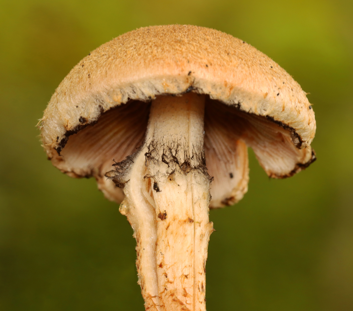 Weeping Widow - Lacrymaria lacrymabunda Habitat: Forest edge<br />
<figure class="photo"><a href="https://www.jungledragon.com/image/157766/weeping_widow_-_lacrymaria_lacrymabunda.html" title="Weeping Widow - Lacrymaria lacrymabunda"><img src="https://s3.amazonaws.com/media.jungledragon.com/images/3232/157766_thumb.jpg?AWSAccessKeyId=05GMT0V3GWVNE7GGM1R2&Expires=1767225610&Signature=h%2Br1%2FgzbkXwWUvPJS4JLnjVkriE%3D" width="200" height="124" alt="Weeping Widow - Lacrymaria lacrymabunda Habitat: Forest edge<br />
https://www.jungledragon.com/image/157766/weeping_widow_-_lacrymaria_lacrymabunda.html<br />
https://www.jungledragon.com/image/157769/weeping_widow_-_lacrymaria_lacrymabunda.html<br />
https://www.jungledragon.com/image/157768/weeping_widow_-_lacrymaria_lacrymabunda.html<br />
https://www.jungledragon.com/image/157767/weeping_widow_-_lacrymaria_lacrymabunda.html Geotagged,Lacrymaria lacrymabunda,Summer,United States,Weeping Widow" /></a></figure><br />
<figure class="photo"><a href="https://www.jungledragon.com/image/157769/weeping_widow_-_lacrymaria_lacrymabunda.html" title="Weeping Widow - Lacrymaria lacrymabunda"><img src="https://s3.amazonaws.com/media.jungledragon.com/images/3232/157769_thumb.jpg?AWSAccessKeyId=05GMT0V3GWVNE7GGM1R2&Expires=1767225610&Signature=vPqyLWuO24YqFbSWdeNkD%2Bvoul4%3D" width="200" height="160" alt="Weeping Widow - Lacrymaria lacrymabunda Habitat: Forest edge<br />
https://www.jungledragon.com/image/157766/weeping_widow_-_lacrymaria_lacrymabunda.html<br />
https://www.jungledragon.com/image/157769/weeping_widow_-_lacrymaria_lacrymabunda.html<br />
https://www.jungledragon.com/image/157768/weeping_widow_-_lacrymaria_lacrymabunda.html<br />
https://www.jungledragon.com/image/157767/weeping_widow_-_lacrymaria_lacrymabunda.html Geotagged,Lacrymaria,Lacrymaria lacrymabunda,Summer,United States,Weeping Widow,fungus,mushroom" /></a></figure><br />
<figure class="photo"><a href="https://www.jungledragon.com/image/157768/weeping_widow_-_lacrymaria_lacrymabunda.html" title="Weeping Widow - Lacrymaria lacrymabunda"><img src="https://s3.amazonaws.com/media.jungledragon.com/images/3232/157768_thumb.jpg?AWSAccessKeyId=05GMT0V3GWVNE7GGM1R2&Expires=1767225610&Signature=4u97hRUjbELdGUpcopGTMt5x4vY%3D" width="200" height="138" alt="Weeping Widow - Lacrymaria lacrymabunda Habitat: Forest edge<br />
https://www.jungledragon.com/image/157766/weeping_widow_-_lacrymaria_lacrymabunda.html<br />
https://www.jungledragon.com/image/157769/weeping_widow_-_lacrymaria_lacrymabunda.html<br />
https://www.jungledragon.com/image/157768/weeping_widow_-_lacrymaria_lacrymabunda.html<br />
https://www.jungledragon.com/image/157767/weeping_widow_-_lacrymaria_lacrymabunda.html Geotagged,Lacrymaria lacrymabunda,Summer,United States,Weeping Widow" /></a></figure><br />
<figure class="photo"><a href="https://www.jungledragon.com/image/157767/weeping_widow_-_lacrymaria_lacrymabunda.html" title="Weeping Widow - Lacrymaria lacrymabunda"><img src="https://s3.amazonaws.com/media.jungledragon.com/images/3232/157767_thumb.jpg?AWSAccessKeyId=05GMT0V3GWVNE7GGM1R2&Expires=1767225610&Signature=IfCx7caUbczqsHVxiw2QpHBajYI%3D" width="200" height="178" alt="Weeping Widow - Lacrymaria lacrymabunda Habitat: Forest edge<br />
https://www.jungledragon.com/image/157766/weeping_widow_-_lacrymaria_lacrymabunda.html<br />
https://www.jungledragon.com/image/157769/weeping_widow_-_lacrymaria_lacrymabunda.html<br />
https://www.jungledragon.com/image/157768/weeping_widow_-_lacrymaria_lacrymabunda.html<br />
https://www.jungledragon.com/image/157767/weeping_widow_-_lacrymaria_lacrymabunda.html Geotagged,Lacrymaria lacrymabunda,Summer,United States,Weeping Widow" /></a></figure> Geotagged,Lacrymaria lacrymabunda,Summer,United States,Weeping Widow