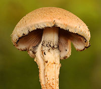 Weeping Widow - Lacrymaria lacrymabunda Habitat: Forest edge<br />
https://www.jungledragon.com/image/157766/weeping_widow_-_lacrymaria_lacrymabunda.html<br />
https://www.jungledragon.com/image/157769/weeping_widow_-_lacrymaria_lacrymabunda.html<br />
https://www.jungledragon.com/image/157768/weeping_widow_-_lacrymaria_lacrymabunda.html<br />
https://www.jungledragon.com/image/157767/weeping_widow_-_lacrymaria_lacrymabunda.html Geotagged,Lacrymaria lacrymabunda,Summer,United States,Weeping Widow