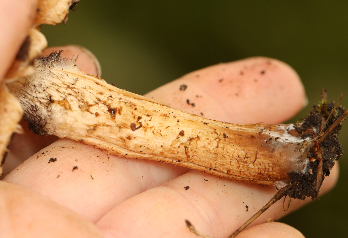Weeping Widow - Lacrymaria lacrymabunda Habitat: Forest edge<br />
<figure class="photo"><a href="https://www.jungledragon.com/image/157766/weeping_widow_-_lacrymaria_lacrymabunda.html" title="Weeping Widow - Lacrymaria lacrymabunda"><img src="https://s3.amazonaws.com/media.jungledragon.com/images/3232/157766_thumb.jpg?AWSAccessKeyId=05GMT0V3GWVNE7GGM1R2&Expires=1767225610&Signature=h%2Br1%2FgzbkXwWUvPJS4JLnjVkriE%3D" width="200" height="124" alt="Weeping Widow - Lacrymaria lacrymabunda Habitat: Forest edge<br />
https://www.jungledragon.com/image/157766/weeping_widow_-_lacrymaria_lacrymabunda.html<br />
https://www.jungledragon.com/image/157769/weeping_widow_-_lacrymaria_lacrymabunda.html<br />
https://www.jungledragon.com/image/157768/weeping_widow_-_lacrymaria_lacrymabunda.html<br />
https://www.jungledragon.com/image/157767/weeping_widow_-_lacrymaria_lacrymabunda.html Geotagged,Lacrymaria lacrymabunda,Summer,United States,Weeping Widow" /></a></figure><br />
<figure class="photo"><a href="https://www.jungledragon.com/image/157769/weeping_widow_-_lacrymaria_lacrymabunda.html" title="Weeping Widow - Lacrymaria lacrymabunda"><img src="https://s3.amazonaws.com/media.jungledragon.com/images/3232/157769_thumb.jpg?AWSAccessKeyId=05GMT0V3GWVNE7GGM1R2&Expires=1767225610&Signature=vPqyLWuO24YqFbSWdeNkD%2Bvoul4%3D" width="200" height="160" alt="Weeping Widow - Lacrymaria lacrymabunda Habitat: Forest edge<br />
https://www.jungledragon.com/image/157766/weeping_widow_-_lacrymaria_lacrymabunda.html<br />
https://www.jungledragon.com/image/157769/weeping_widow_-_lacrymaria_lacrymabunda.html<br />
https://www.jungledragon.com/image/157768/weeping_widow_-_lacrymaria_lacrymabunda.html<br />
https://www.jungledragon.com/image/157767/weeping_widow_-_lacrymaria_lacrymabunda.html Geotagged,Lacrymaria,Lacrymaria lacrymabunda,Summer,United States,Weeping Widow,fungus,mushroom" /></a></figure><br />
<figure class="photo"><a href="https://www.jungledragon.com/image/157768/weeping_widow_-_lacrymaria_lacrymabunda.html" title="Weeping Widow - Lacrymaria lacrymabunda"><img src="https://s3.amazonaws.com/media.jungledragon.com/images/3232/157768_thumb.jpg?AWSAccessKeyId=05GMT0V3GWVNE7GGM1R2&Expires=1767225610&Signature=4u97hRUjbELdGUpcopGTMt5x4vY%3D" width="200" height="138" alt="Weeping Widow - Lacrymaria lacrymabunda Habitat: Forest edge<br />
https://www.jungledragon.com/image/157766/weeping_widow_-_lacrymaria_lacrymabunda.html<br />
https://www.jungledragon.com/image/157769/weeping_widow_-_lacrymaria_lacrymabunda.html<br />
https://www.jungledragon.com/image/157768/weeping_widow_-_lacrymaria_lacrymabunda.html<br />
https://www.jungledragon.com/image/157767/weeping_widow_-_lacrymaria_lacrymabunda.html Geotagged,Lacrymaria lacrymabunda,Summer,United States,Weeping Widow" /></a></figure><br />
<figure class="photo"><a href="https://www.jungledragon.com/image/157767/weeping_widow_-_lacrymaria_lacrymabunda.html" title="Weeping Widow - Lacrymaria lacrymabunda"><img src="https://s3.amazonaws.com/media.jungledragon.com/images/3232/157767_thumb.jpg?AWSAccessKeyId=05GMT0V3GWVNE7GGM1R2&Expires=1767225610&Signature=IfCx7caUbczqsHVxiw2QpHBajYI%3D" width="200" height="178" alt="Weeping Widow - Lacrymaria lacrymabunda Habitat: Forest edge<br />
https://www.jungledragon.com/image/157766/weeping_widow_-_lacrymaria_lacrymabunda.html<br />
https://www.jungledragon.com/image/157769/weeping_widow_-_lacrymaria_lacrymabunda.html<br />
https://www.jungledragon.com/image/157768/weeping_widow_-_lacrymaria_lacrymabunda.html<br />
https://www.jungledragon.com/image/157767/weeping_widow_-_lacrymaria_lacrymabunda.html Geotagged,Lacrymaria lacrymabunda,Summer,United States,Weeping Widow" /></a></figure> Geotagged,Lacrymaria lacrymabunda,Summer,United States,Weeping Widow