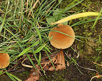 Weeping Widow - Lacrymaria lacrymabunda Habitat: Forest edge<br />
https://www.jungledragon.com/image/157766/weeping_widow_-_lacrymaria_lacrymabunda.html<br />
https://www.jungledragon.com/image/157769/weeping_widow_-_lacrymaria_lacrymabunda.html<br />
https://www.jungledragon.com/image/157768/weeping_widow_-_lacrymaria_lacrymabunda.html<br />
https://www.jungledragon.com/image/157767/weeping_widow_-_lacrymaria_lacrymabunda.html Geotagged,Lacrymaria,Lacrymaria lacrymabunda,Summer,United States,Weeping Widow,fungus,mushroom