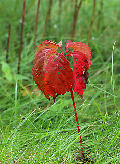 Virginia Creeper - Parthenocissus quinquefolia Habitat: Forest edge Geotagged,Parthenocissus,Parthenocissus quinquefolia,Summer,United States,Virginia creeper