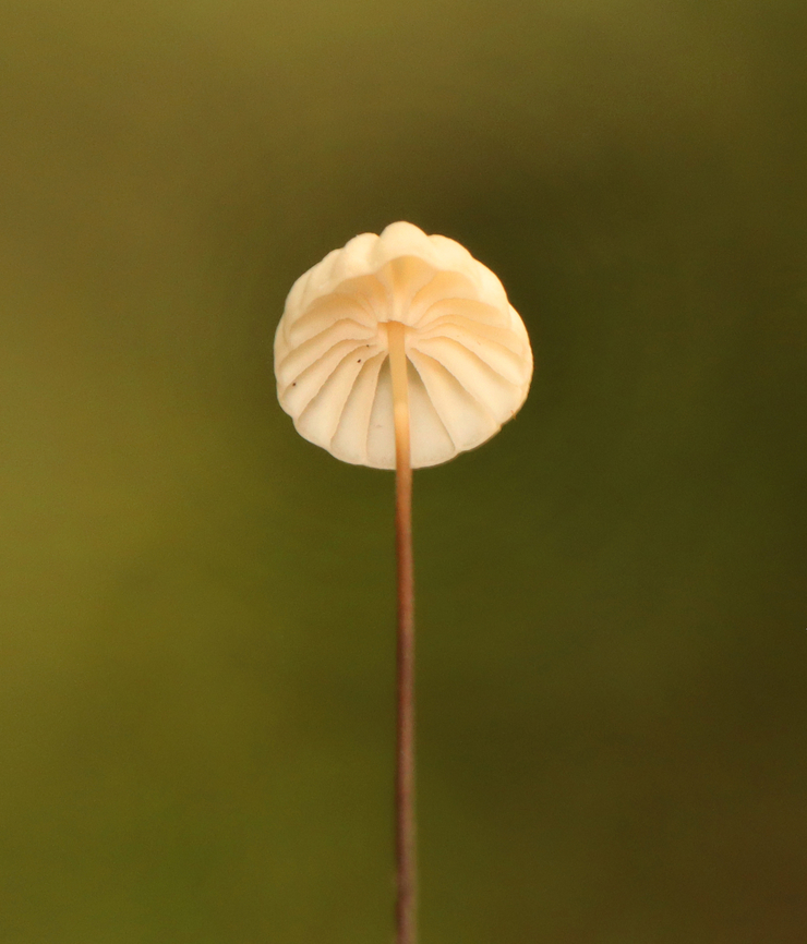 Mushroom - Marasmius capillaris Habitat: Growing throughout the leaf litter of a mixed forest<br />
<figure class="photo"><a href="https://www.jungledragon.com/image/157772/mushrooms_-_marasmius_capillaris.html" title="Mushrooms - Marasmius capillaris"><img src="https://s3.amazonaws.com/media.jungledragon.com/images/3232/157772_thumb.jpg?AWSAccessKeyId=05GMT0V3GWVNE7GGM1R2&Expires=1759968010&Signature=yHredhWPuNcB7lrGHcYpA1UJgW8%3D" width="200" height="142" alt="Mushrooms - Marasmius capillaris Habitat: Growing throughout the leaf litter of a mixed forest<br />
https://www.jungledragon.com/image/157771/marasmius_rotula_or_marasmius_capillaris.html Geotagged,Marasmius,Marasmius capillaris,Summer,United States" /></a></figure> Geotagged,Marasmius capillaris,Summer,United States,fungus,marasmius,mushroom
