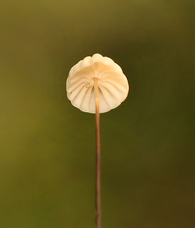 Mushroom - Marasmius capillaris Habitat: Growing throughout the leaf litter of a mixed forest
https://www.jungledragon.com/image/157772/marasmius_rotula_or_marasmius_capillaris.html Geotagged,Marasmius capillaris,Summer,United States,fungus,marasmius,mushroom
