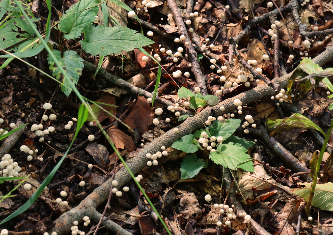 Mushrooms - Marasmius capillaris Habitat: Growing throughout the leaf litter of a mixed forest<br />
<figure class="photo"><a href="https://www.jungledragon.com/image/157771/mushroom_-_marasmius_capillaris.html" title="Mushroom - Marasmius capillaris"><img src="https://s3.amazonaws.com/media.jungledragon.com/images/3232/157771_thumb.jpg?AWSAccessKeyId=05GMT0V3GWVNE7GGM1R2&Expires=1767225610&Signature=2cXC%2BzzSP4RS5Uxpg%2FUz%2Br9%2B2Lo%3D" width="130" height="152" alt="Mushroom - Marasmius capillaris Habitat: Growing throughout the leaf litter of a mixed forest<br />
https://www.jungledragon.com/image/157772/marasmius_rotula_or_marasmius_capillaris.html Geotagged,Marasmius capillaris,Summer,United States,fungus,marasmius,mushroom" /></a></figure> Geotagged,Marasmius,Marasmius capillaris,Summer,United States