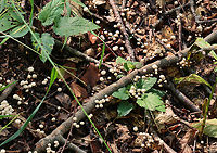 Mushrooms - Marasmius capillaris Habitat: Growing throughout the leaf litter of a mixed forest<br />
https://www.jungledragon.com/image/157771/marasmius_rotula_or_marasmius_capillaris.html Geotagged,Marasmius,Marasmius capillaris,Summer,United States