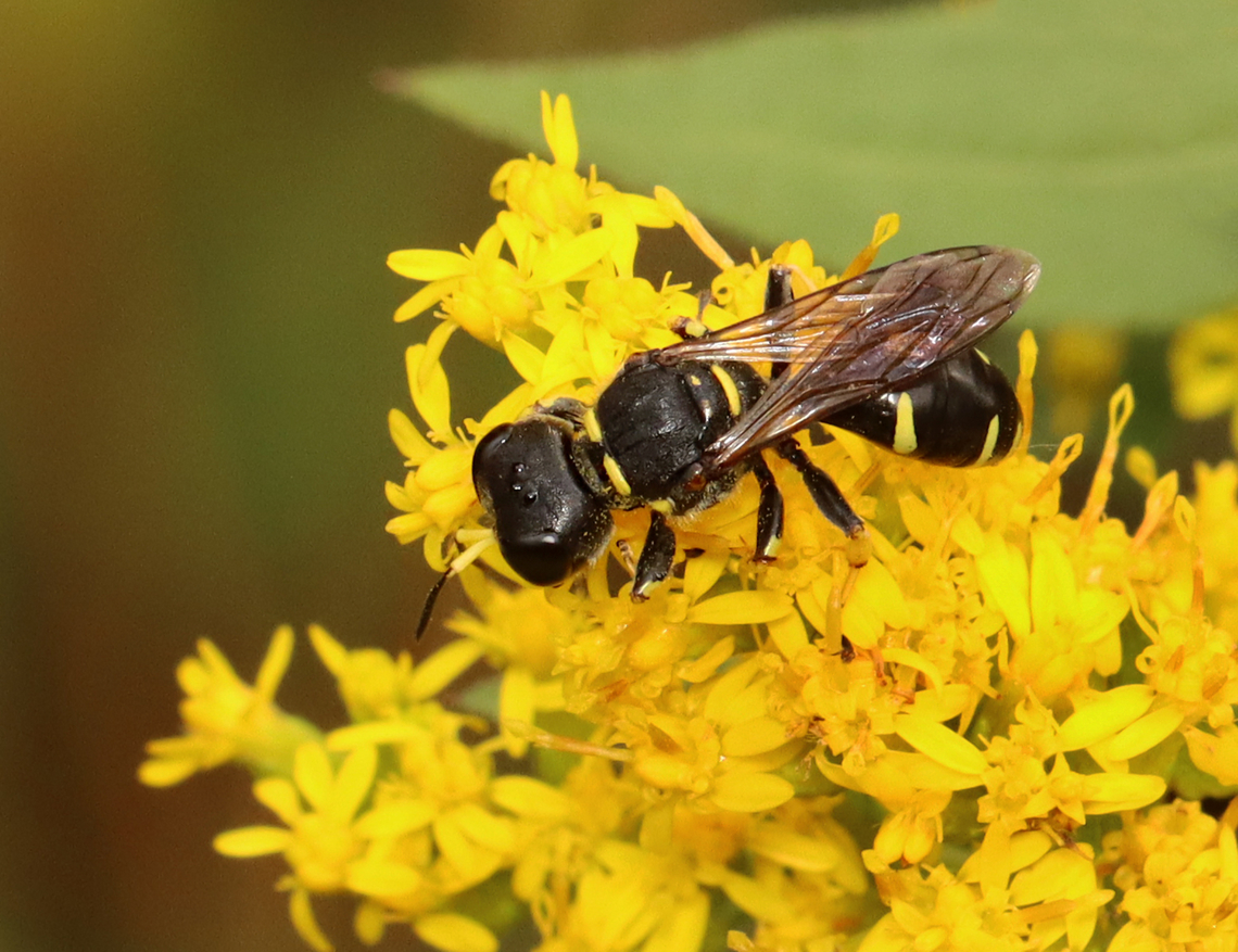 Crabronid Wasp - Ectemnius continuus Habitat: Meadow Common Ectemnius,Crabronidae,Ectemnius,Ectemnius continuus,Geotagged,Summer,United States,wasp