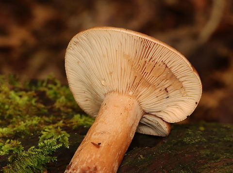Fenugreek milkcap - Lactarius helvus Habitat: Mixed forest Fenugreek milkcap,Geotagged,Lactarius,Lactarius helvus,Summer,United States,fungus,milkcap,mushroom