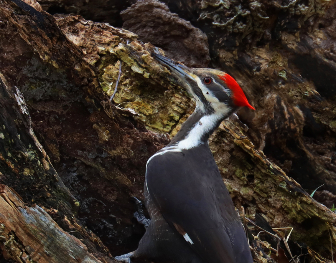 Pileated Woodpecker - Dryocopus pileatus A minute before I took this picture, there were 3 pileated woodpeckers on this stump! Unfortunately, they were scared off when I opened my door. But, this one came back. I have photographed them on this stump before, so it must have some good bugs. <br />
<br />
Habitat: Rural yard Dryocopus,Dryocopus pileatus,Geotagged,Pileated Woodpecker,United States,Winter,woodpecker