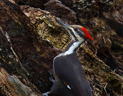 Pileated Woodpecker - Dryocopus pileatus A minute before I took this picture, there were 3 pileated woodpeckers on this stump! Unfortunately, they were scared off when I opened my door. But, this one came back. I have photographed them on this stump before, so it must have some good bugs. 

Habitat: Rural yard Dryocopus,Dryocopus pileatus,Geotagged,Pileated Woodpecker,United States,Winter,woodpecker