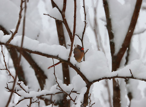 Northern Cardinal - Cardinalis cardinalis Sorry for the poor quality, but it was snowing hard and my ISO was too low. I just couldn't believe that this bird was sitting in the snow like this. I thought it would have sought shelter in denser shrubs or the spruce tree that's next to this mulberry tree, but it seemed content in its current spot. 

Habitat: Rural yard Cardinalis,Cardinalis cardinalis,Geotagged,Northern Cardinal,United States,Winter,cardinal,mulberry,snow