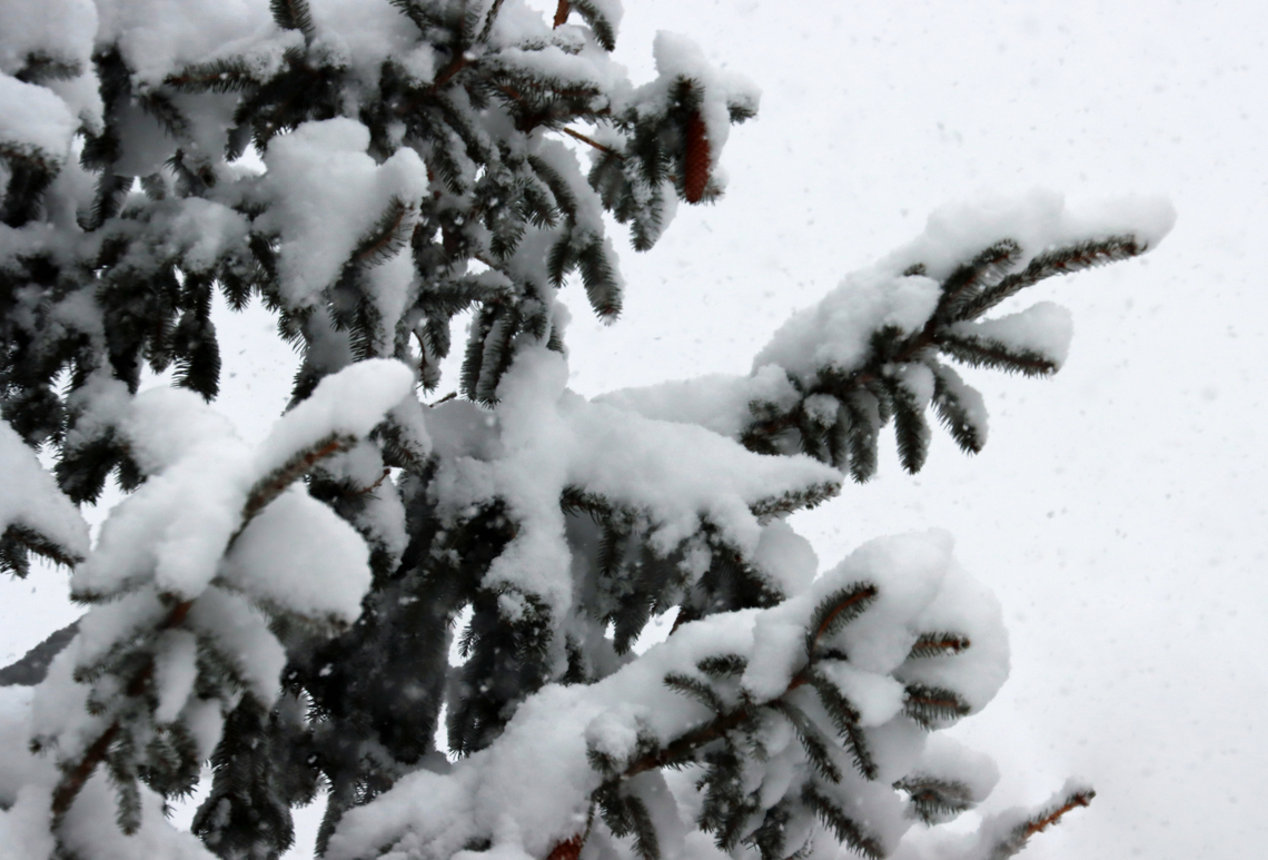 Blue Spruce - Picea pungens Habitat: Rural yard Blue Spruce,Geotagged,Picea pungens,United States,Winter,picea,snow,spruce