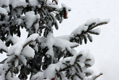 Blue Spruce - Picea pungens Habitat: Rural yard Blue Spruce,Geotagged,Picea pungens,United States,Winter,picea,snow,spruce