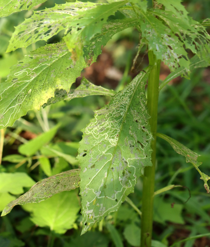 Leafmines - Phyllocnistis insignis Host: Erechtites hieraciifolius? Geotagged,Gracillariidae,Phyllocnistis,Phyllocnistis insignis,Summer,United States,leafmine,leafminer
