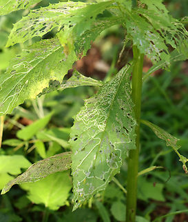 Leafmines - Phyllocnistis insignis Host: Erechtites hieraciifolius? Geotagged,Gracillariidae,Phyllocnistis,Phyllocnistis insignis,Summer,United States,leafmine,leafminer