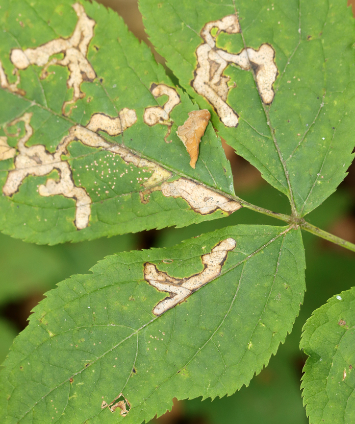 Leafmines - Phytomyza aralivora Host: Sarsaparilla (Aralia nudicaulis) Geotagged,Phytomyza,Phytomyza aralivora,Summer,United States,leafminer,leafmines