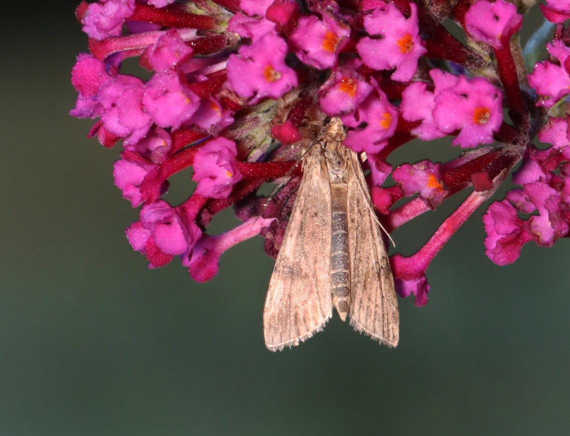 Lucerne Moth (Nomophila nearctica) being eaten by a spider Habitat: Garden Fall,Geotagged,Lucerne moth,Nomophila,Nomophila nearctica,United States,crab spider,moth,spider